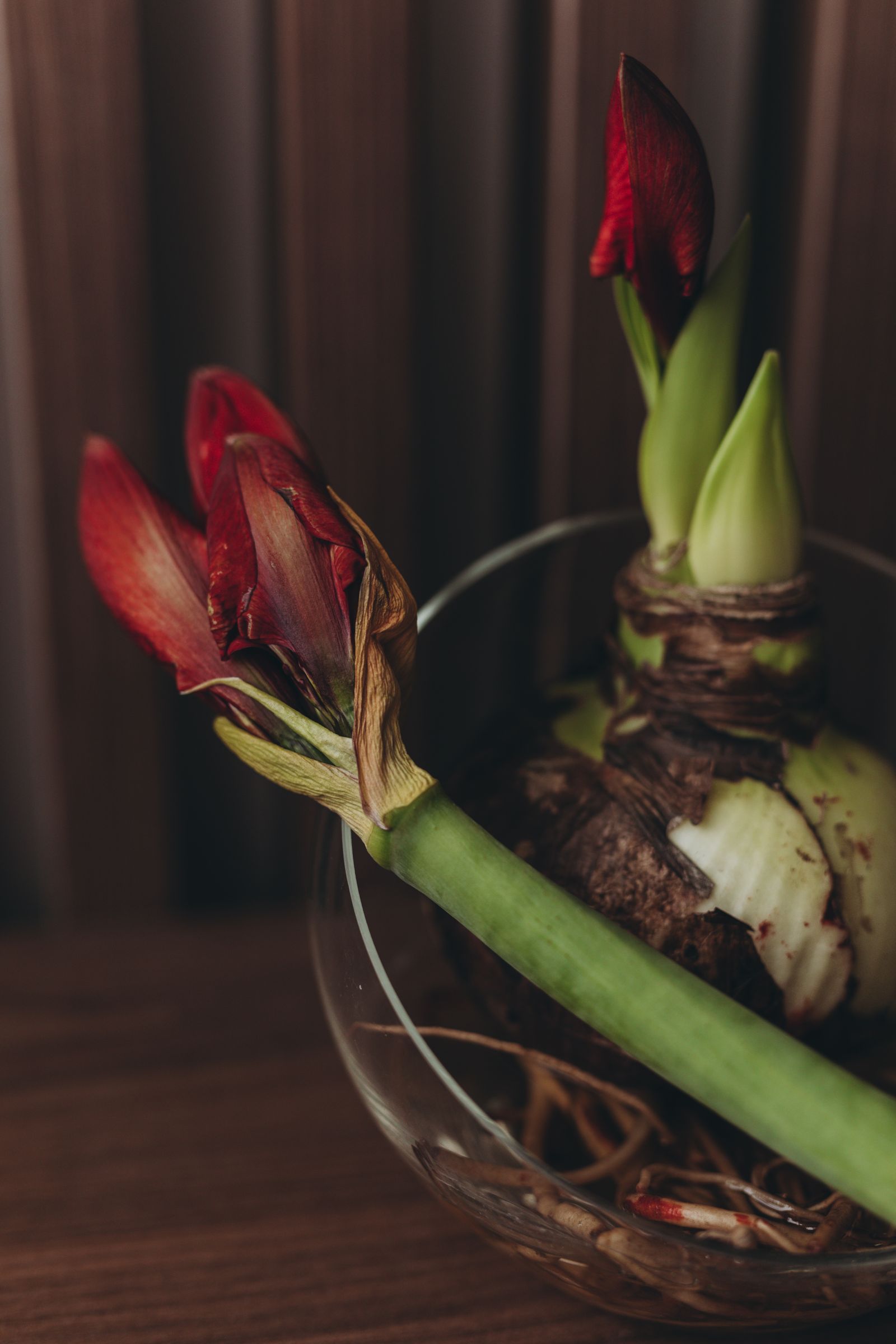 A red amaryllis blooming from a bulb in a glass bowl